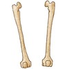 Bone Structure and the Anatomy of Long Bones