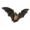 Bat (Western Long-eared Myotis) 