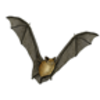 Bat (Big Brown) 