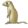 Prairie Dog (White-tailed)  