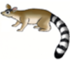 Ringtail