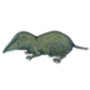 Shrew (Northern Short-tailed)