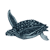 Sea Turtle (Leatherback)