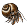 Hermit Crab (Black-eyed)