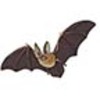 Bat (Townsend’s Big-eared)