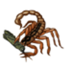 Scorpion (Common Striped)