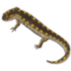 Salamander (Spotted)
