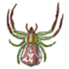 Spider (Crab)