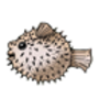 Puffer Fish (Northern)