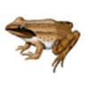 Frog (Wood)