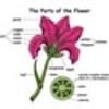 LS1.B: Growth and Development of Organisms (MS-LS1 From Molecules to Organisms: Structures and Processes)