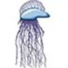 Portuguese Man-of-War