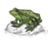 Frog (Green) Life Cycle