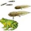 ABOUT AMPHIBIANS