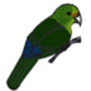 Parakeet (Yellow-crowned) or Kakariki