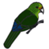 Parakeet (Orange-fronted) or Kakariki