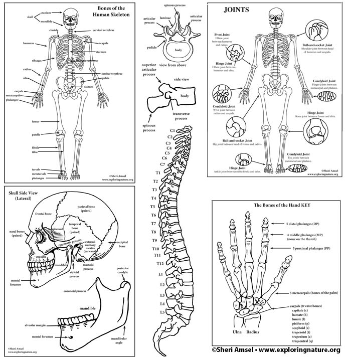 blank skeletal system