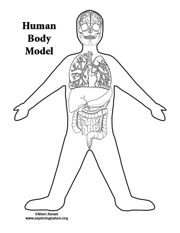 Build a Model (Mural) of the Human Body Bundle – Downloadable Only