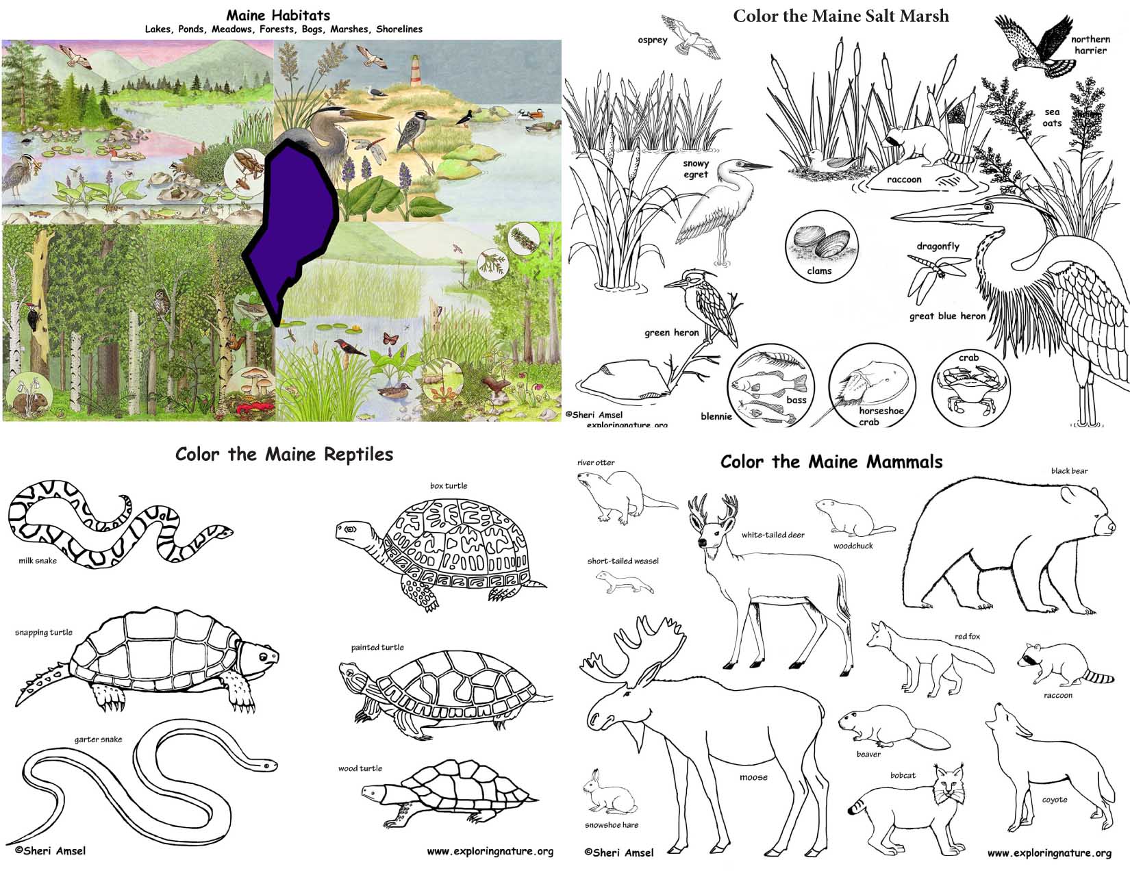 Maine's Animals and Habitats Bundle   Downloadable Only