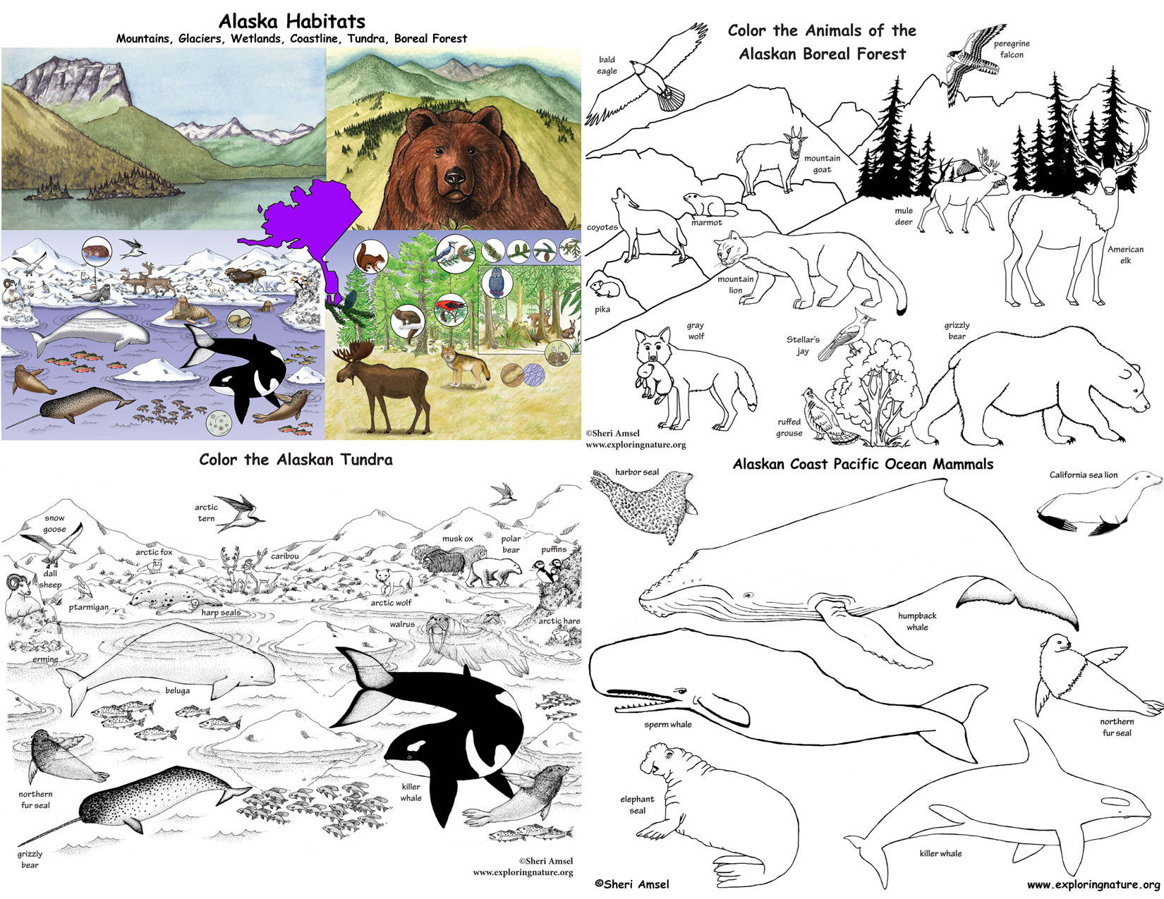Alaska's Animals and Habitats Bundle - Downloadable Only Alaska's Animals and Habitats Bundle - Downloadable Only