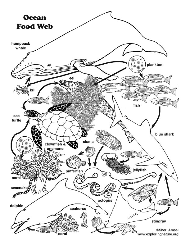 Download Color Ocean Animals and Habitats Bundle - Downloadable Only