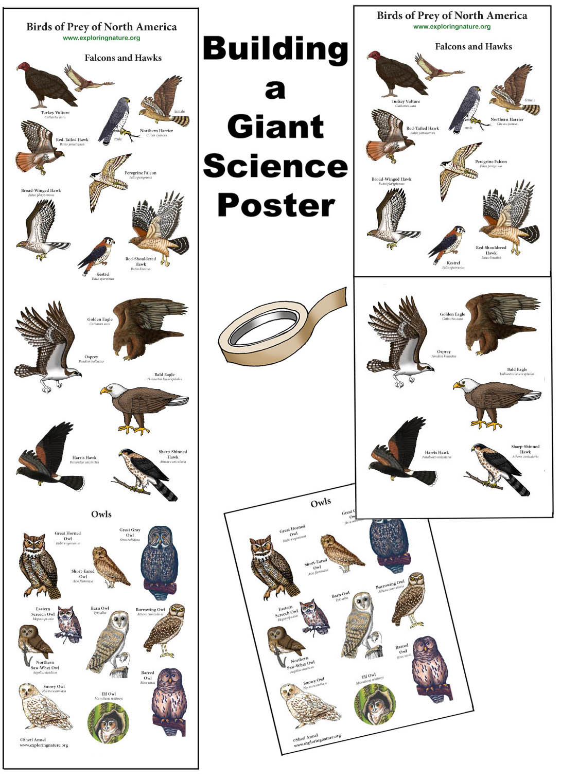 Create a Giant Birds of Prey of North America Poster - Downloadable Only