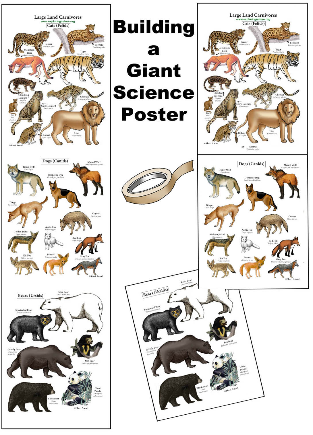 Create a Giant Carnivores of the World Poster - Downloadable Only