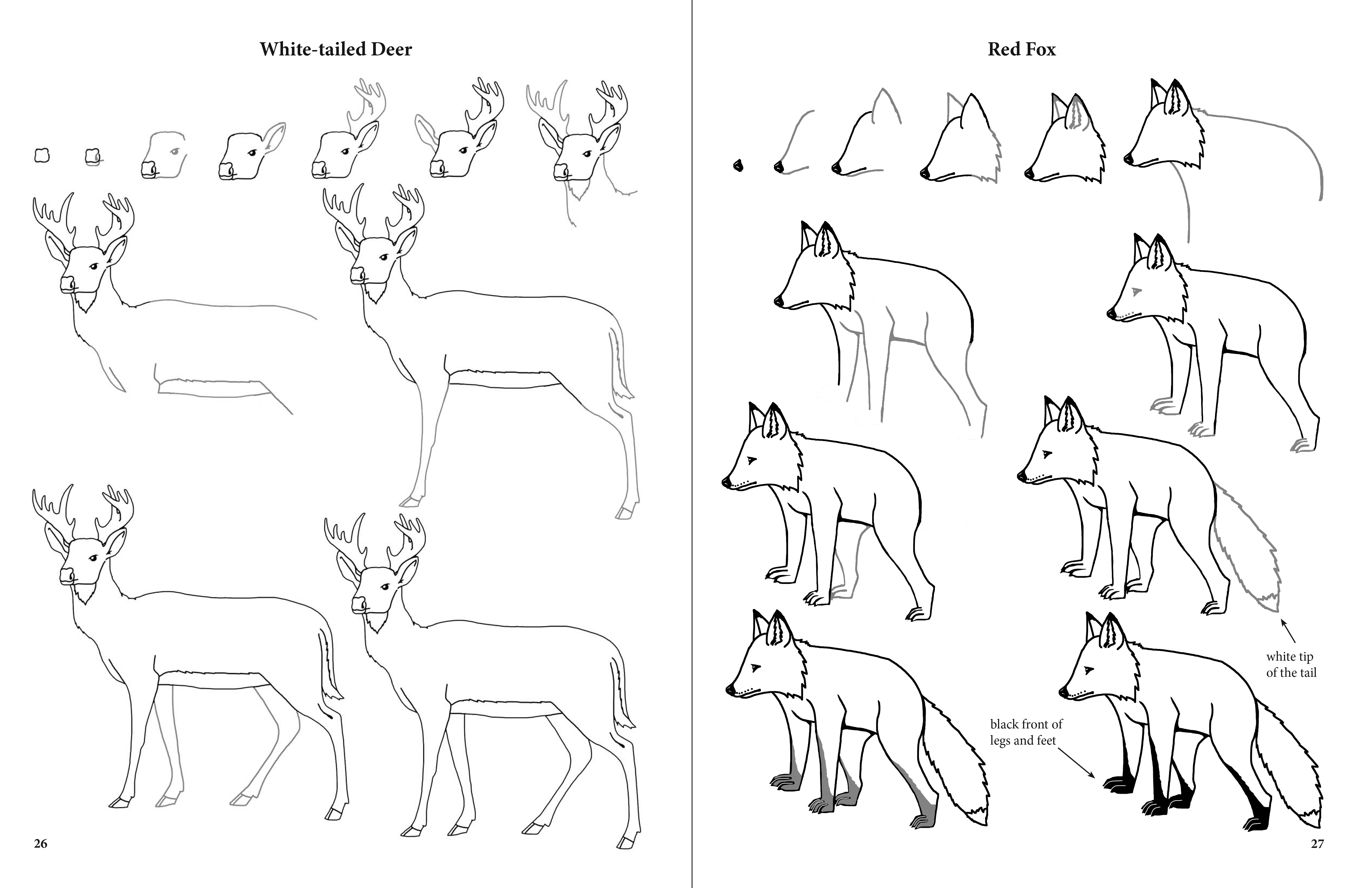Drawing North American Wildlife Book
