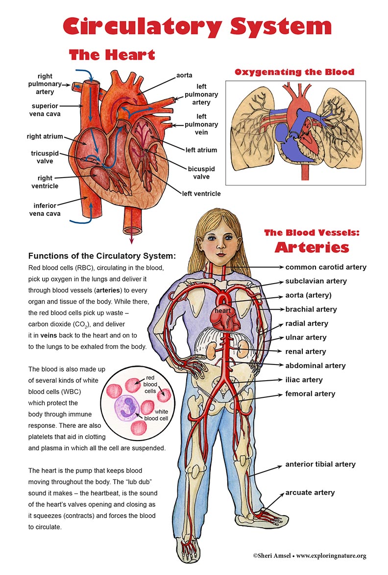 circulatory system poster assignment