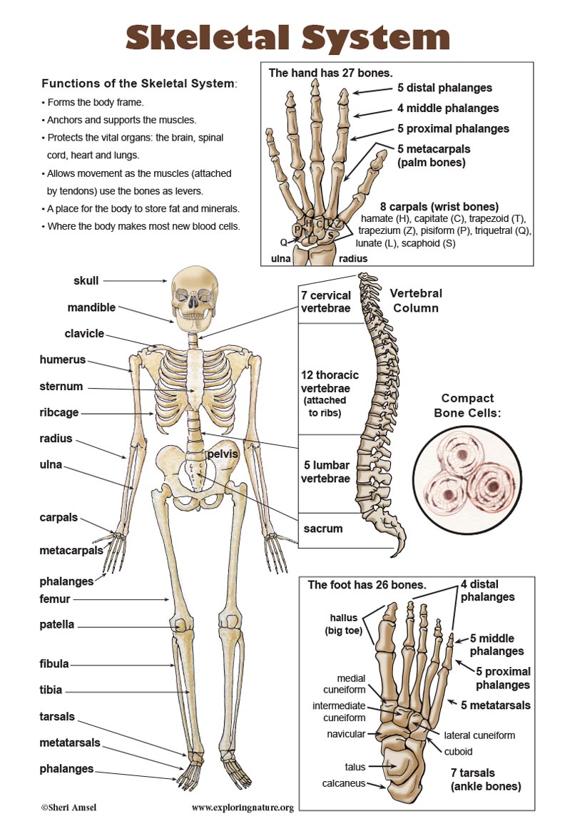 Skeletal System Poster Downloadable Only