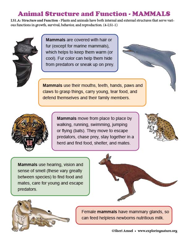 Grade 4 - Survival Traits of Plants and Animals - Structure and Function -  Downloadable Only