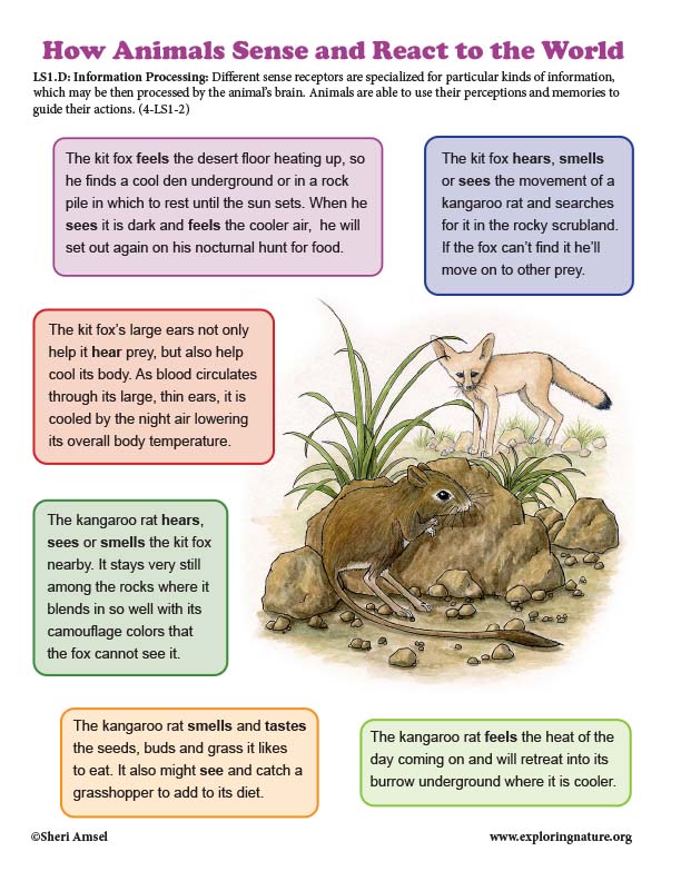 Grade 4 - How Animals Sense the World - Information Processing -  Downloadable Only