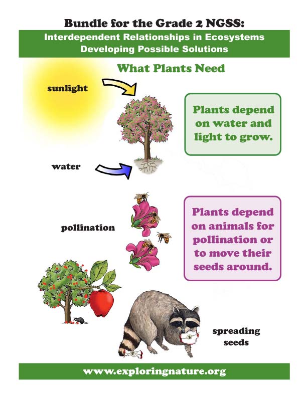 Grade 2 - Plant Pollination and Seed Spreading - Interdependent  Relationships in Ecosystems - Downloadable Only