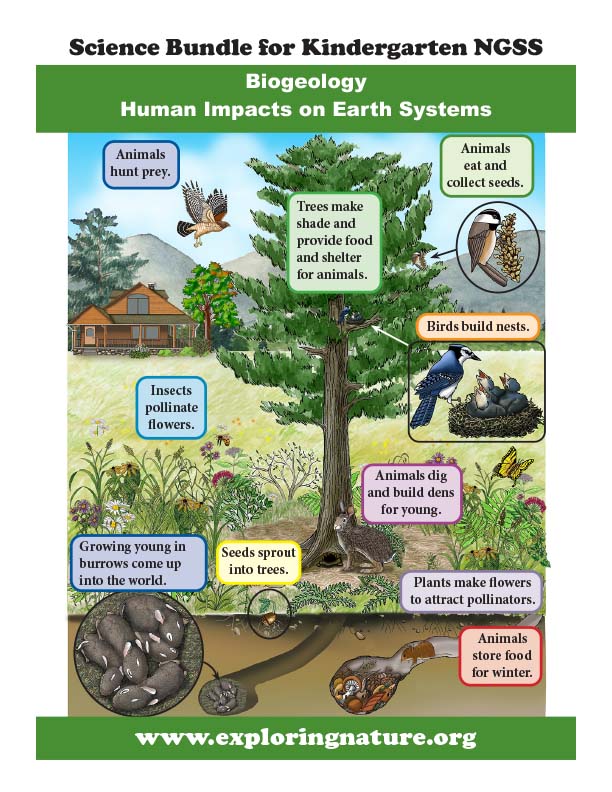 Kindergarten - How Living Things Affect Their Environment - Downloadable  Only