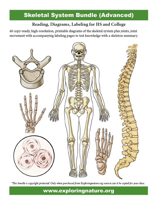 Skull: Anatomy, structure, bones, quizzes