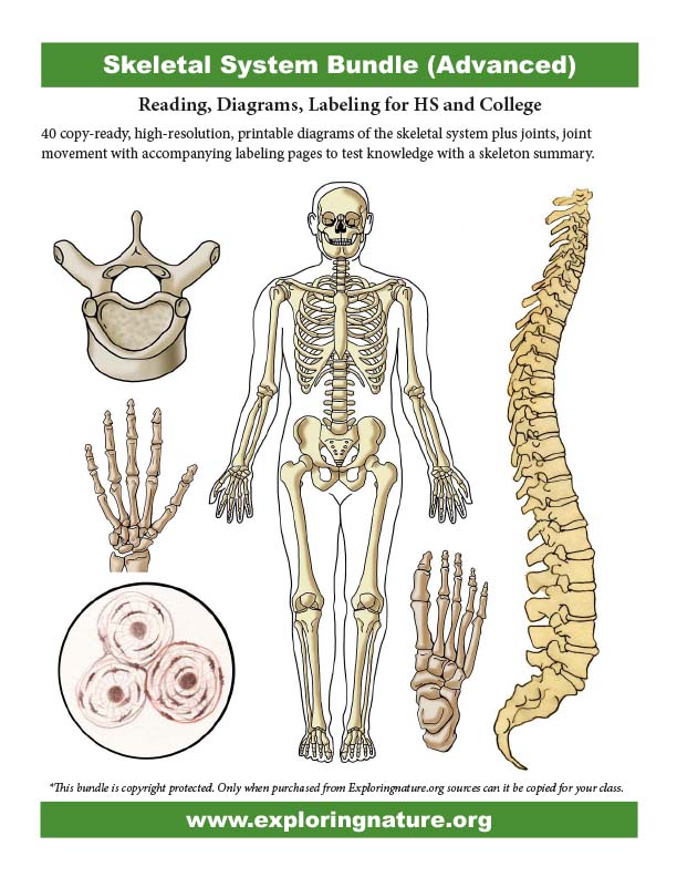 simple skeletal system diagram