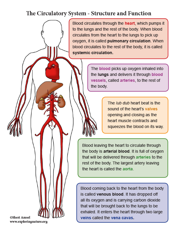 The Circulatory System Worksheet Answers