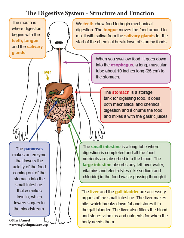Diagram of digestive system | Simple digestive system diagram | Digestive  system easy | Digestive system diagram, Digestive system, Human digestive  system
