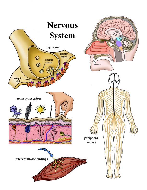 Nervous System Reading Color Diagrams Labeling And Coloring Activities Combined Bundle Downloadable Only