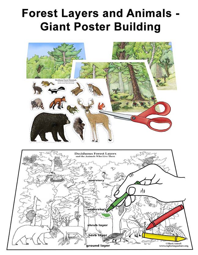 Forest Layers and Animals - Build Giant COLOR and COLORING Posters  (Downloadable Only)