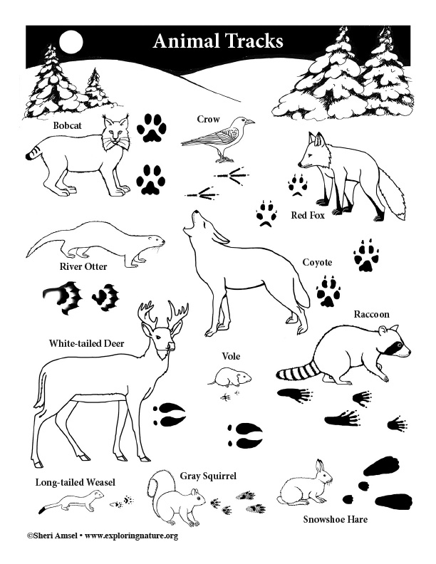 Animal Tracks Coloring Page - High Resolution Download