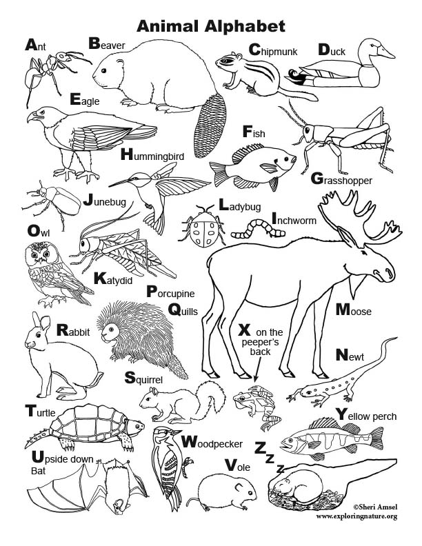 Animal Alphabet Coloring Page - High Resolution Download