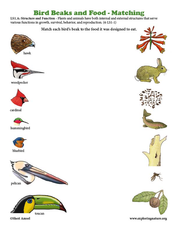 Grade 4 - Survival Traits of Plants and Animals - Structure and Function -  Downloadable Only