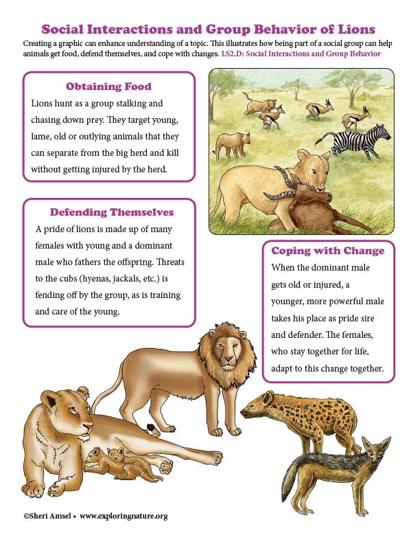 Grade 3 - Social Interactions and Group Behavior (Animal Groups) -  Downloadable Only