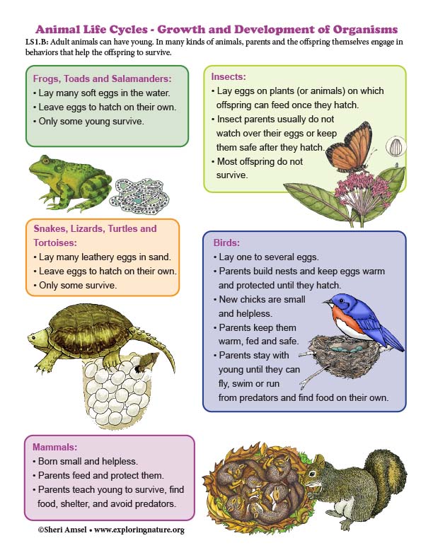 Grade 1 - Helping Offspring Survive - Growth and Development of Organisms -  Downloadable Only