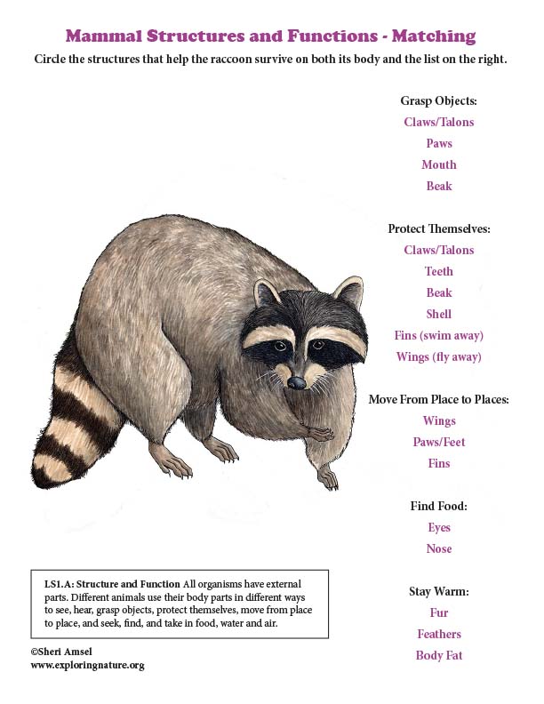 Grade 1 - Survival Traits - Structure and Function of Plants and Animals -  Downloadable Only