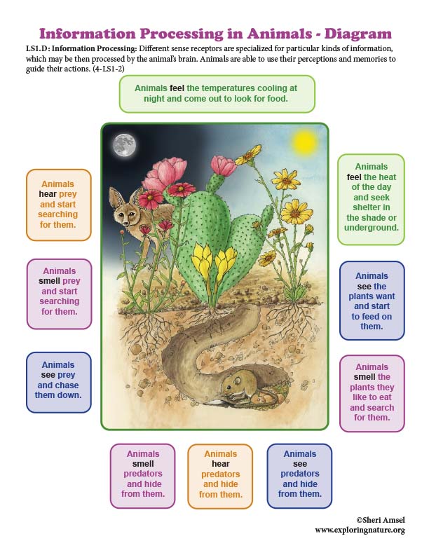 Grade 4 - How Animals Sense the World - Information Processing -  Downloadable Only