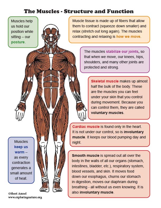 Human body, Organs, Systems, Structure, Diagram, & Facts