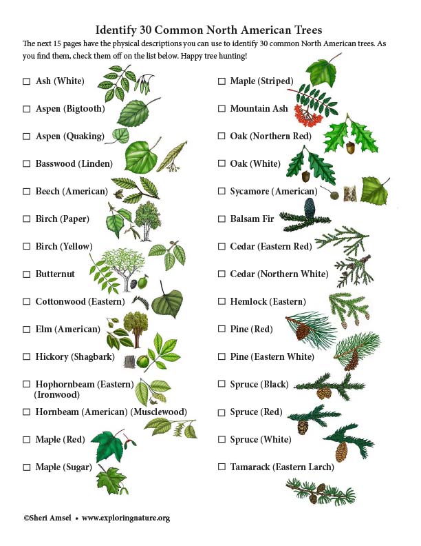 North American Trees