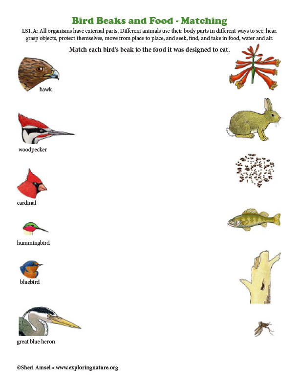 Classroom Mega-Bundle - Animals and Habitats of the World - 3 Downloadable  Books and 3 Curriculum Bundles